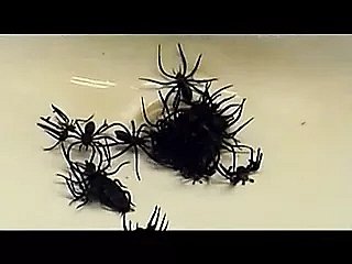 Tôi giáo dục kiện
